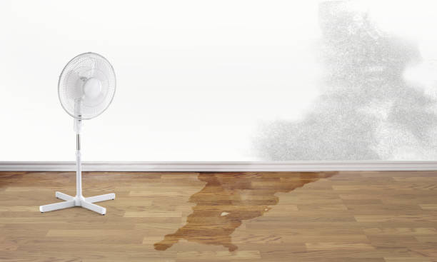 Best Mold removal after water damage  in Cohoe, AK